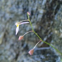 Utricularia striatula Sm.